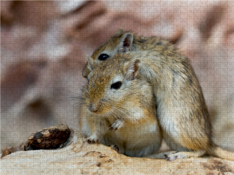 Kuschelstunde - CALVENDO Foto-Puzzle - calvendoverlag 29.99