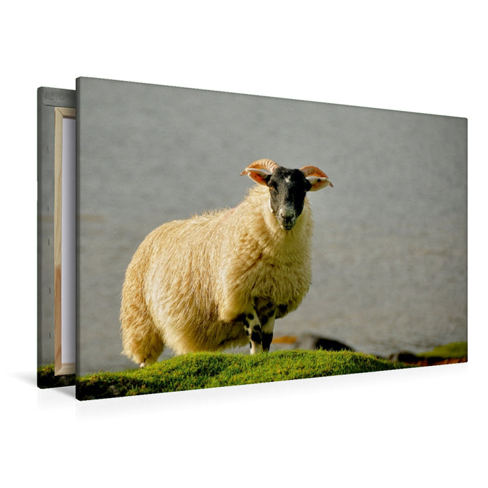 Premium Textil-Leinwand Premium Textil-Leinwand 120 cm x 80 cm quer Schottland Schaf