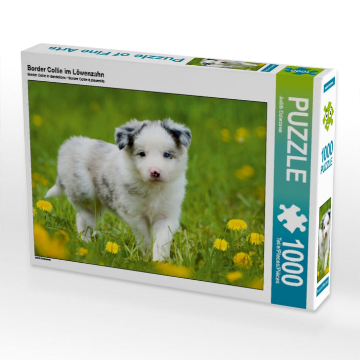 Border Collie im Löwenzahn - CALVENDO Foto-Puzzle - calvendoverlag 29.99