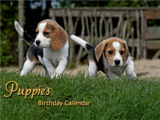 agle Puppies - CALVENDO Foto-Puzzle - calvendoverlag 39.99