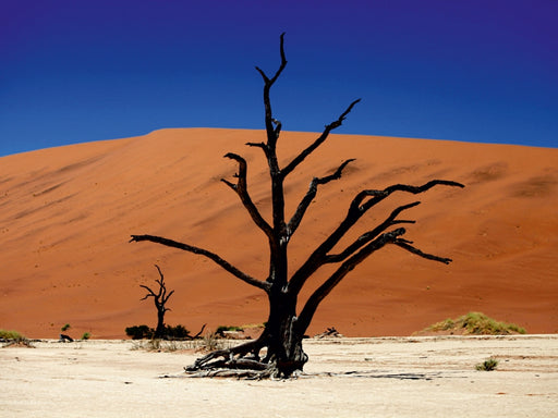 Abgestorbener Akazienbaum im Deadvlei - CALVENDO Foto-Puzzle - calvendoverlag 29.99