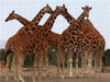 Giraffen – Meeting - CALVENDO Foto-Puzzle - calvendoverlag 29.99