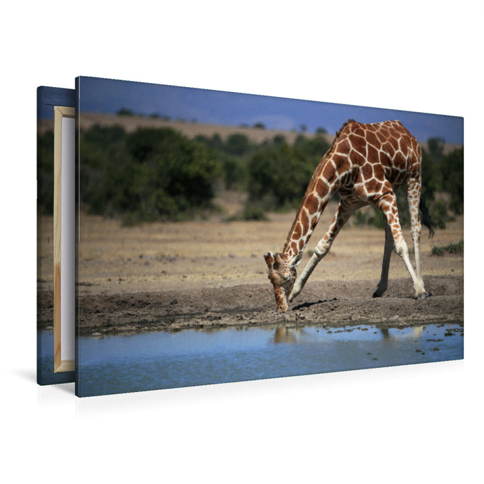 Premium Textil-Leinwand Premium Textil-Leinwand 120 cm x 80 cm quer Giraffen – Im Flussbett