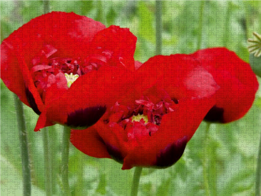 Klatschmohn - CALVENDO Foto-Puzzle - calvendoverlag 39.99