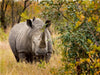 Nashorn in seinem Lebensraum - CALVENDO Foto-Puzzle - calvendoverlag 29.99