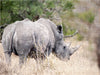 Nashorn auf den Rückzug - CALVENDO Foto-Puzzle - calvendoverlag 29.99