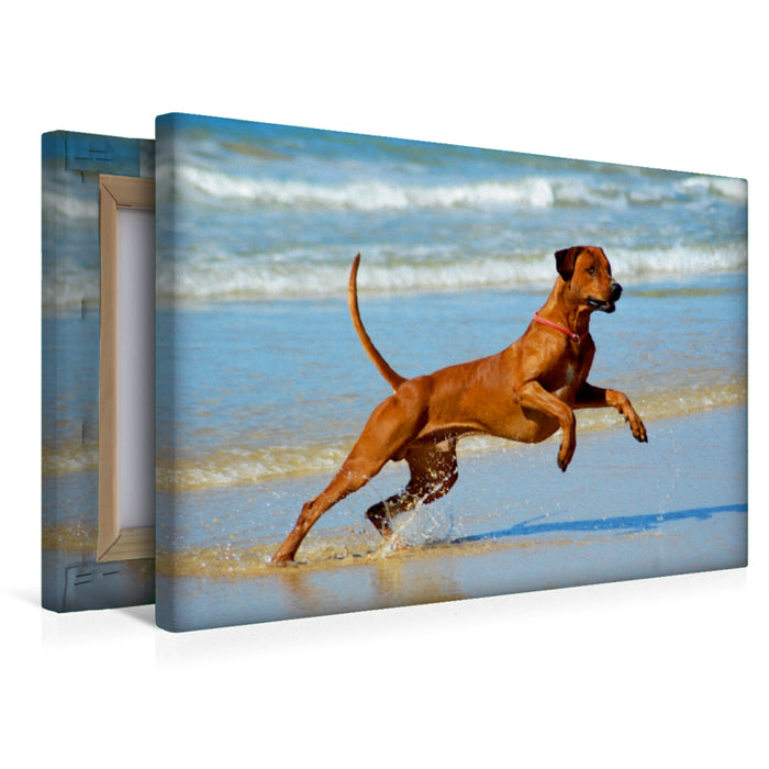 Premium Textil-Leinwand Premium Textil-Leinwand 45 cm x 30 cm quer Ein Motiv aus dem Kalender Rhodesian Ridgebacks in Aktion