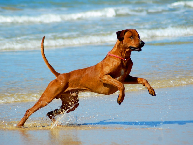 Rhodesian Ridgebacks in Aktion - CALVENDO Foto-Puzzle - calvendoverlag 29.99