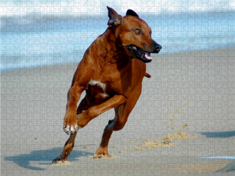 Rhodesian Ridgebacks in Aktion - CALVENDO Foto-Puzzle - calvendoverlag 29.99