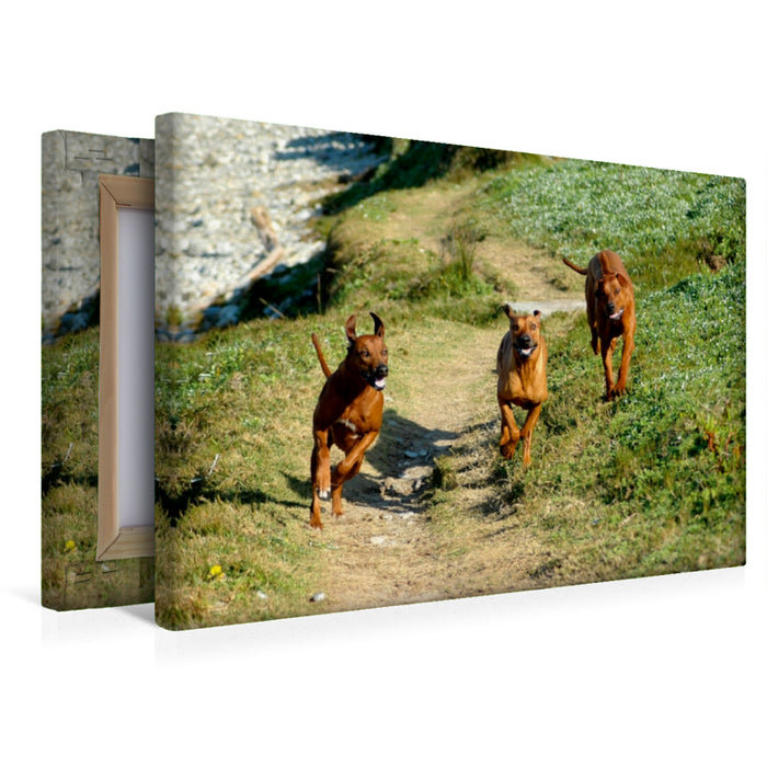 Premium Textil-Leinwand Premium Textil-Leinwand 45 cm x 30 cm quer Ein Motiv aus dem Kalender Rhodesian Ridgebacks in Aktion