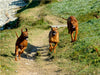 Rhodesian Ridgebacks in Aktion - CALVENDO Foto-Puzzle - calvendoverlag 29.99