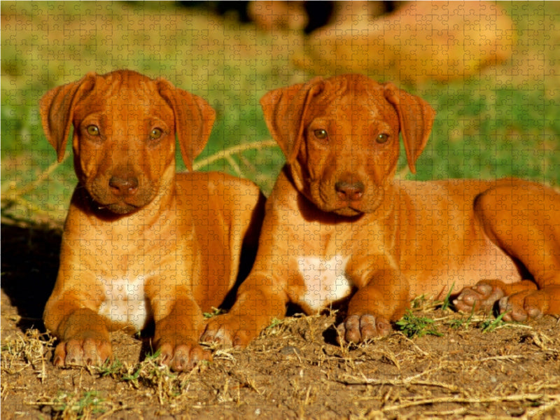 Sind wir nicht niedlich? - CALVENDO Foto-Puzzle - calvendoverlag 29.99