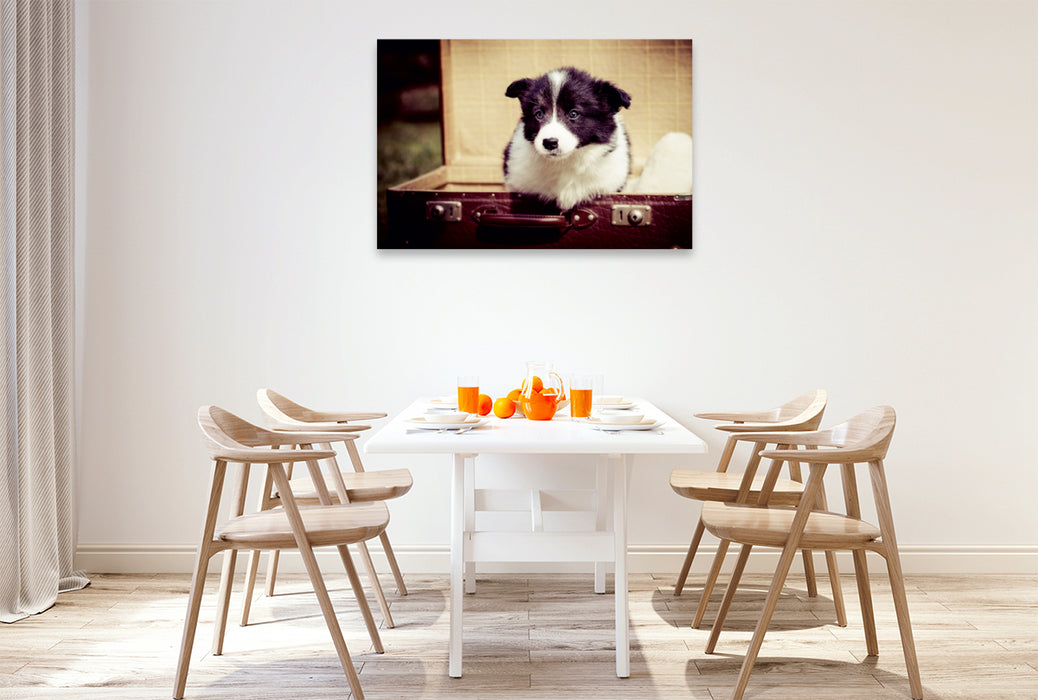 Premium Textil-Leinwand Premium Textil-Leinwand 120 cm x 80 cm quer Ein Motiv aus dem Kalender Pfotastische Border Collie Welpen