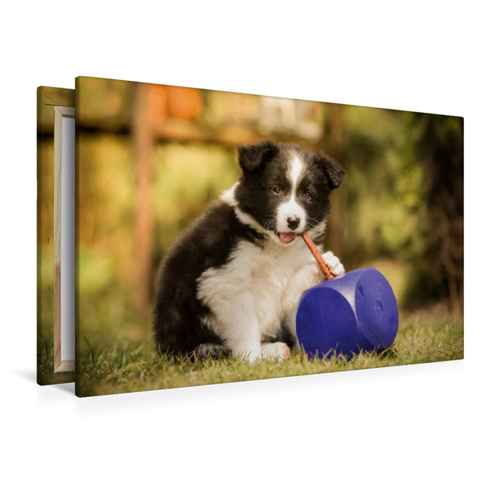 Premium Textil-Leinwand Premium Textil-Leinwand 120 cm x 80 cm quer Ein Motiv aus dem Kalender Pfotastische Border Collie Welpen