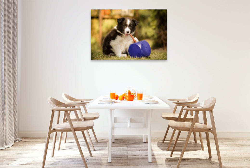 Premium Textil-Leinwand Premium Textil-Leinwand 120 cm x 80 cm quer Ein Motiv aus dem Kalender Pfotastische Border Collie Welpen