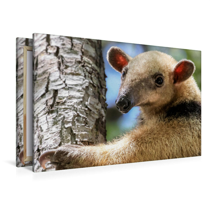 Premium Textil-Leinwand Premium Textil-Leinwand 120 cm x 80 cm quer Kleiner Ameisenbär (Tamandua tetradactyla)