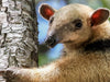 Kleiner Ameisenbär (Tamandua tetradactyla) - CALVENDO Foto-Puzzle - calvendoverlag 29.99