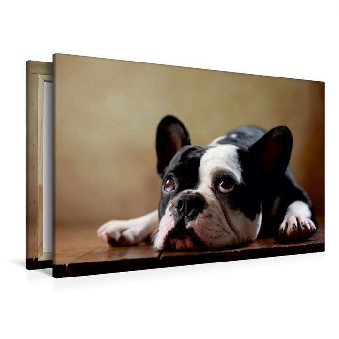 Premium Textil-Leinwand Premium Textil-Leinwand 120 cm x 80 cm quer Shahrukh - Französische Bulldogge, 2 Jahre