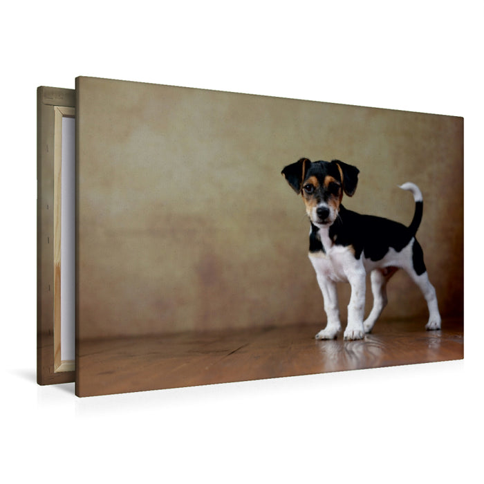 Premium Textil-Leinwand Premium Textil-Leinwand 120 cm x 80 cm quer Liu - Jack Russell Terrier, 10 Wochen