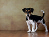 Liu - Jack Russell Terrier, 10 Wochen - CALVENDO Foto-Puzzle - calvendoverlag 37.99