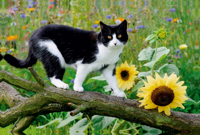 Premium Textil-Leinwand Premium Textil-Leinwand 120 cm x 80 cm quer Schwarz-weiße Katze mit Sonnenblumen