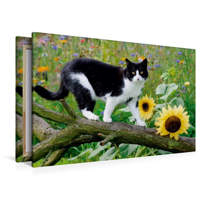Premium Textil-Leinwand Premium Textil-Leinwand 120 cm x 80 cm quer Schwarz-weiße Katze mit Sonnenblumen