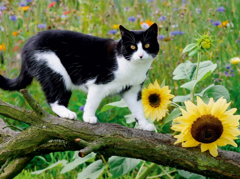 Schwarz-weiße Katze mit Sonnenblumen - CALVENDO Foto-Puzzle - calvendoverlag 33.99