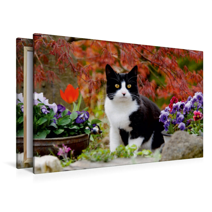 Premium Textil-Leinwand Premium Textil-Leinwand 120 cm x 80 cm quer Schwarz-weiße Katze im blühenden Garten