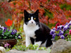 Schwarz-weiße Katze im blühenden Garten - CALVENDO Foto-Puzzle - calvendoverlag 29.99