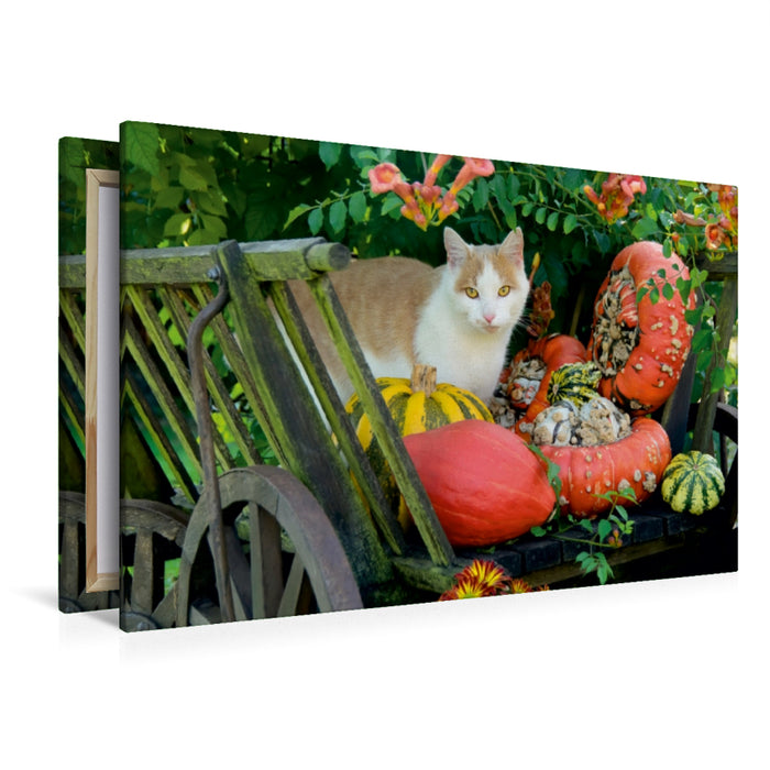 Premium Textil-Leinwand Premium Textil-Leinwand 120 cm x 80 cm quer Katze in einem Leiterwagen mit Kürbissen