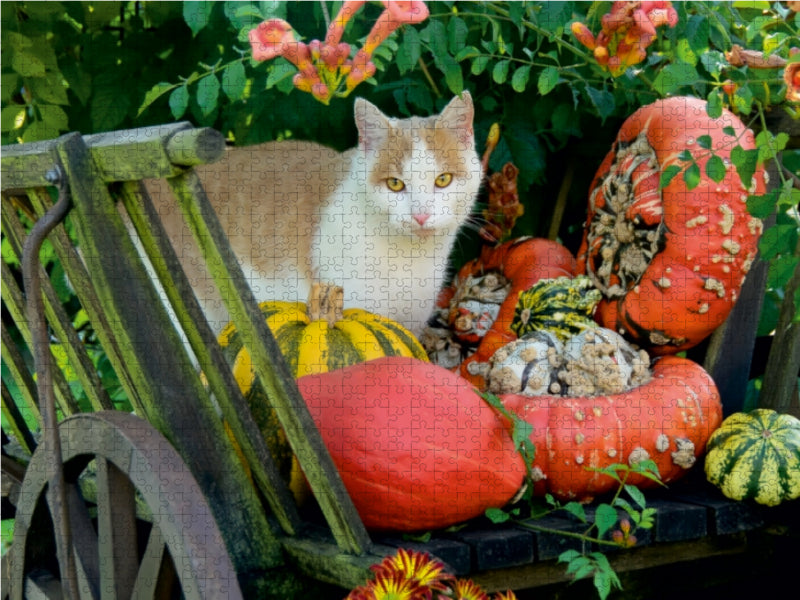 Katze in einem Leiterwagen mit Kürbissen - CALVENDO Foto-Puzzle - calvendoverlag 33.99