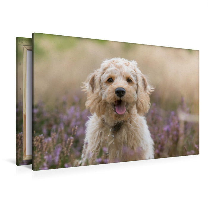 Premium Textil-Leinwand Premium Textil-Leinwand 120 cm x 80 cm quer Labradoodle Welpe