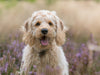 Labradoodle Welpe - CALVENDO Foto-Puzzle - calvendoverlag 32.99