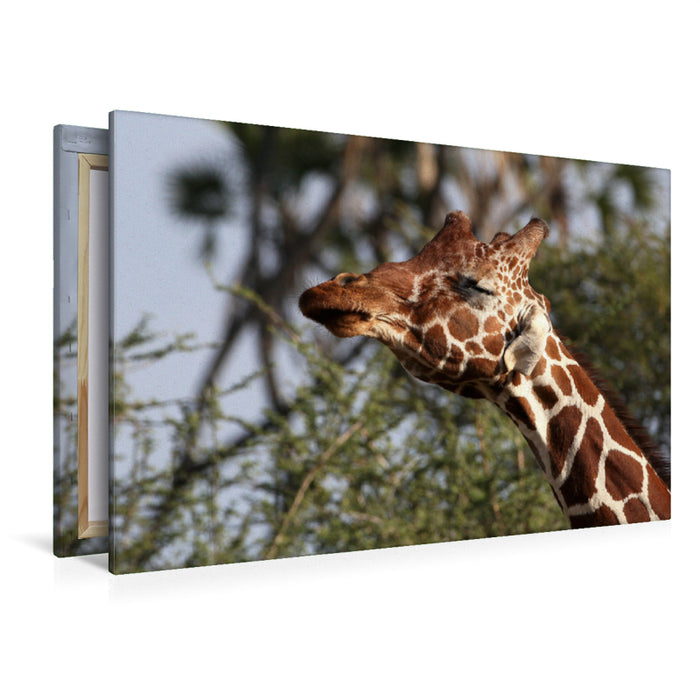 Premium Textil-Leinwand Premium Textil-Leinwand 120 cm x 80 cm quer Giraffen – Kopfschütteln