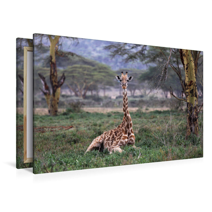 Premium Textil-Leinwand Premium Textil-Leinwand 120 cm x 80 cm quer Giraffen – Mittagsruhe