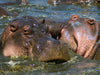 Flusspferde – Revierkampf - CALVENDO Foto-Puzzle - calvendoverlag 29.99