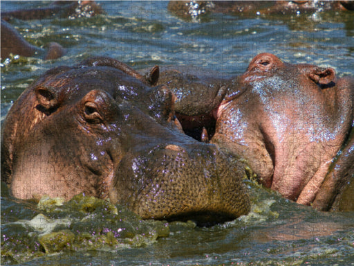 Flusspferde – Revierkampf - CALVENDO Foto-Puzzle - calvendoverlag 29.99