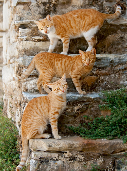 Drei rotgetigerte Katzen auf einer Treppe - CALVENDO Foto-Puzzle - calvendoverlag 43.99
