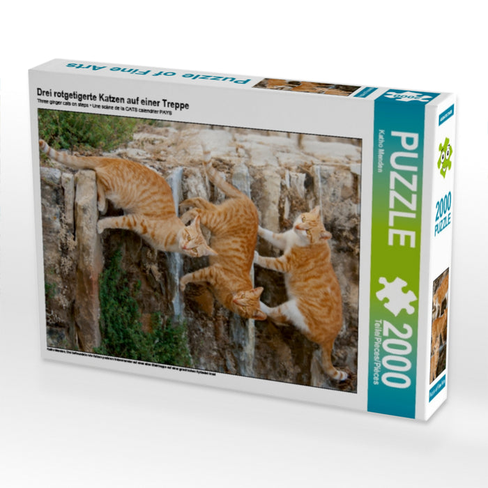 Drei rotgetigerte Katzen auf einer Treppe - CALVENDO Foto-Puzzle - calvendoverlag 43.99