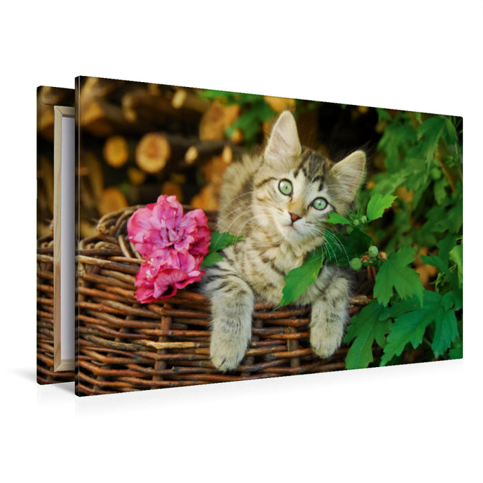 Premium Textil-Leinwand Premium Textil-Leinwand 120 cm x 80 cm quer Niedliches junges Kätzchen auf einem Weidenkorb