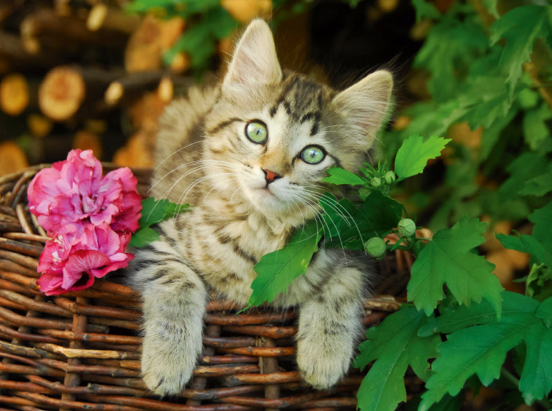 Niedliches junges Kätzchen auf einem Weidenkorb - CALVENDO Foto-Puzzle - calvendoverlag 33.99