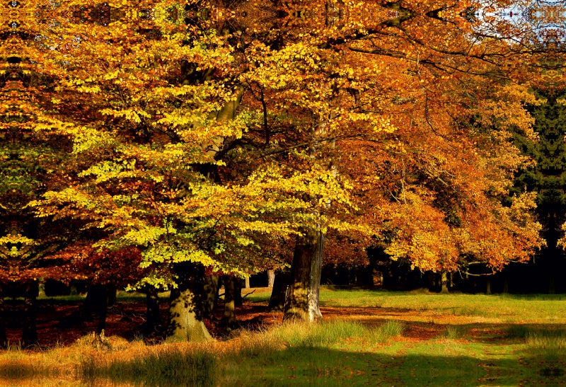 Premium Textil-Leinwand Premium Textil-Leinwand 75 cm x 50 cm quer Wundervoller Herbst! Ein Motiv aus dem Kalender Jahresringe - Bäume als Wegbegleiter