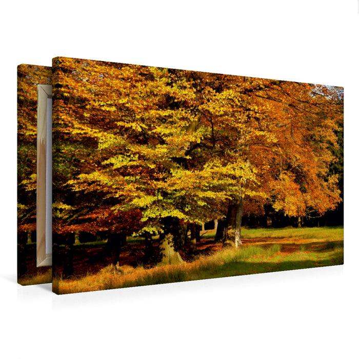 Premium Textil-Leinwand Premium Textil-Leinwand 75 cm x 50 cm quer Wundervoller Herbst! Ein Motiv aus dem Kalender Jahresringe - Bäume als Wegbegleiter