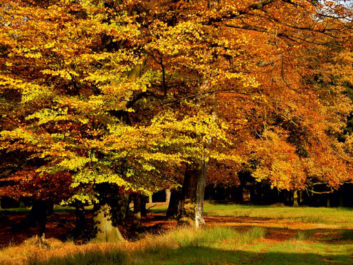 Wundervoller Herbst! Ein Motiv aus dem Kalender Jahresringe - Bäume als Wegbegleiter - CALVENDO Foto-Puzzle - calvendoverlag 29.99