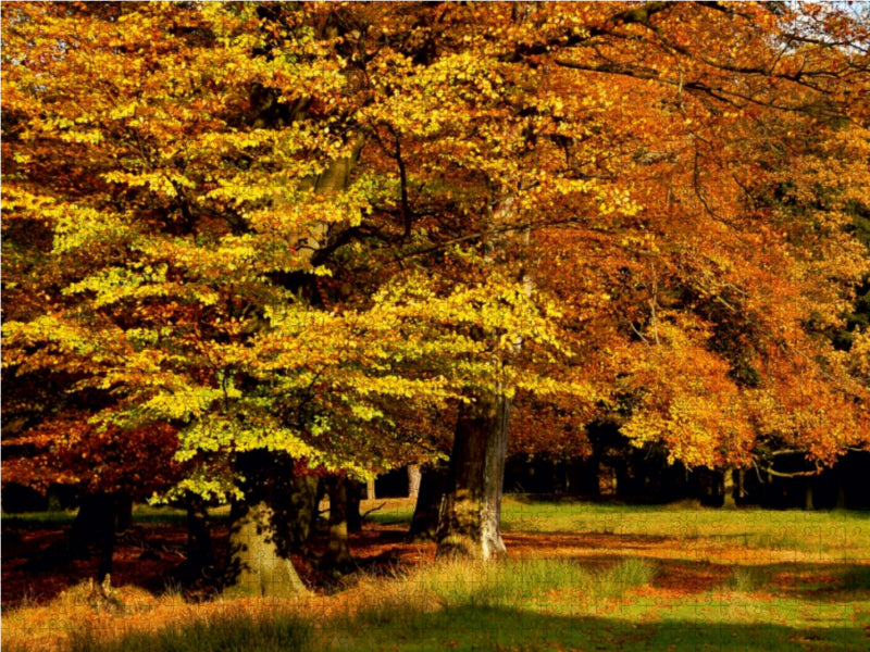 Wundervoller Herbst! Ein Motiv aus dem Kalender Jahresringe - Bäume als Wegbegleiter - CALVENDO Foto-Puzzle - calvendoverlag 29.99