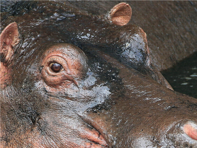 Flusspferde – Augen-Blick - CALVENDO Foto-Puzzle - calvendoverlag 29.99