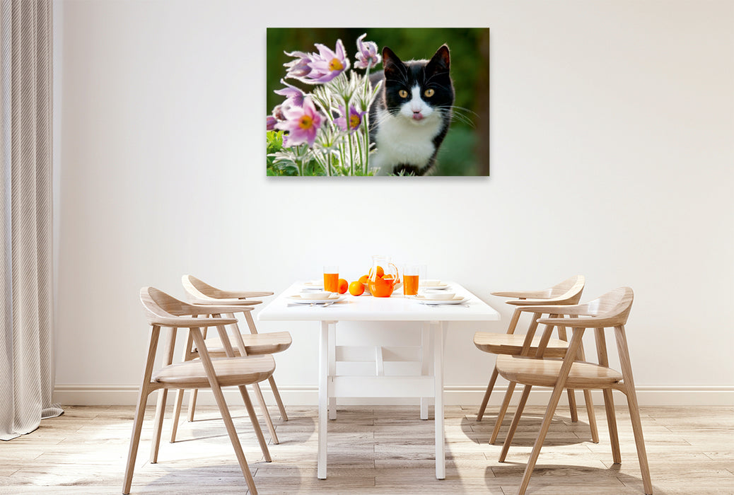 Premium Textil-Leinwand Premium Textil-Leinwand 120 cm x 80 cm quer Katze schaut neugierig durch Blüten der Küchenschellen