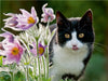 Katze schaut neugierig durch Blüten der Küchenschellen - CALVENDO Foto-Puzzle - calvendoverlag 39.99