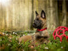 Junger Hund - CALVENDO Foto-Puzzle - calvendoverlag 29.99