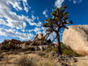 Joshua Tree Nationalpark, Kalifornien - CALVENDO Foto-Puzzle - calvendoverlag 29.99